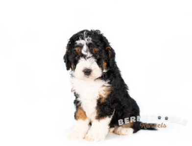 Bernedoodle