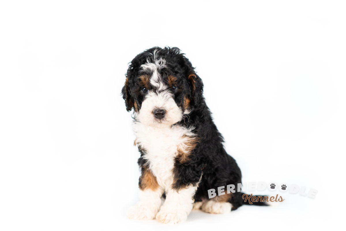 Bernedoodle