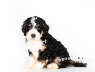 Bernedoodle