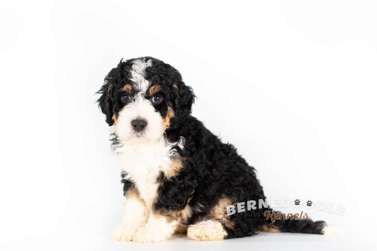 Bernedoodle