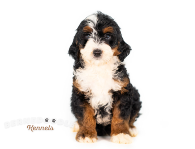 Bernedoodle