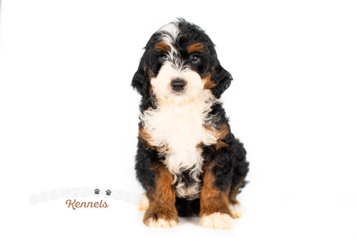 Bernedoodle