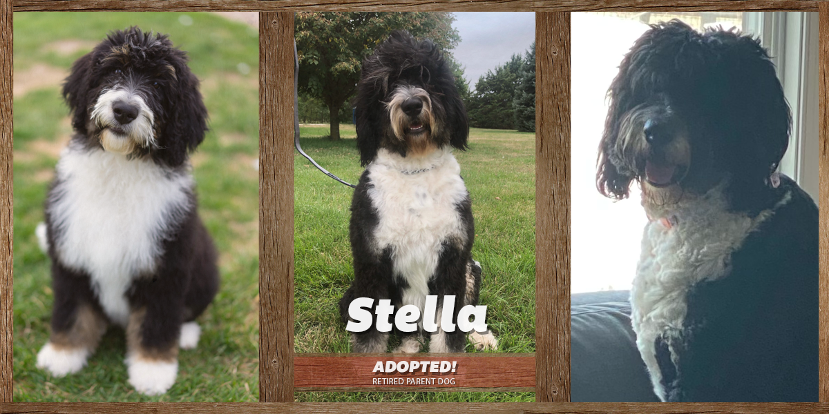 Stella (Female)