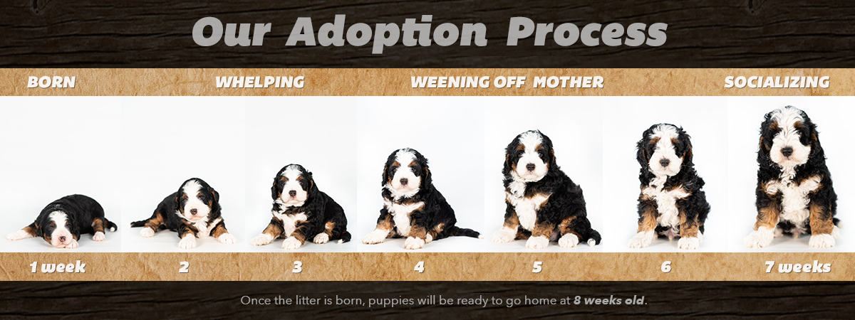 Our Adoption Process