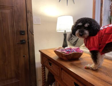 Dude - Tri-Color Toy Poodle