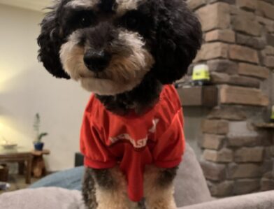 Dude - Tri-Color Toy Poodle